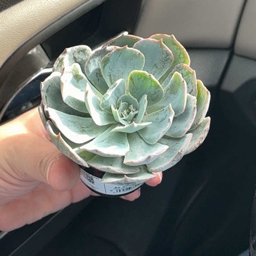 Photo of the plant species Echeveria 'Blue Heron' by @deadgirlwalking named Lebron on Greg, the plant care app