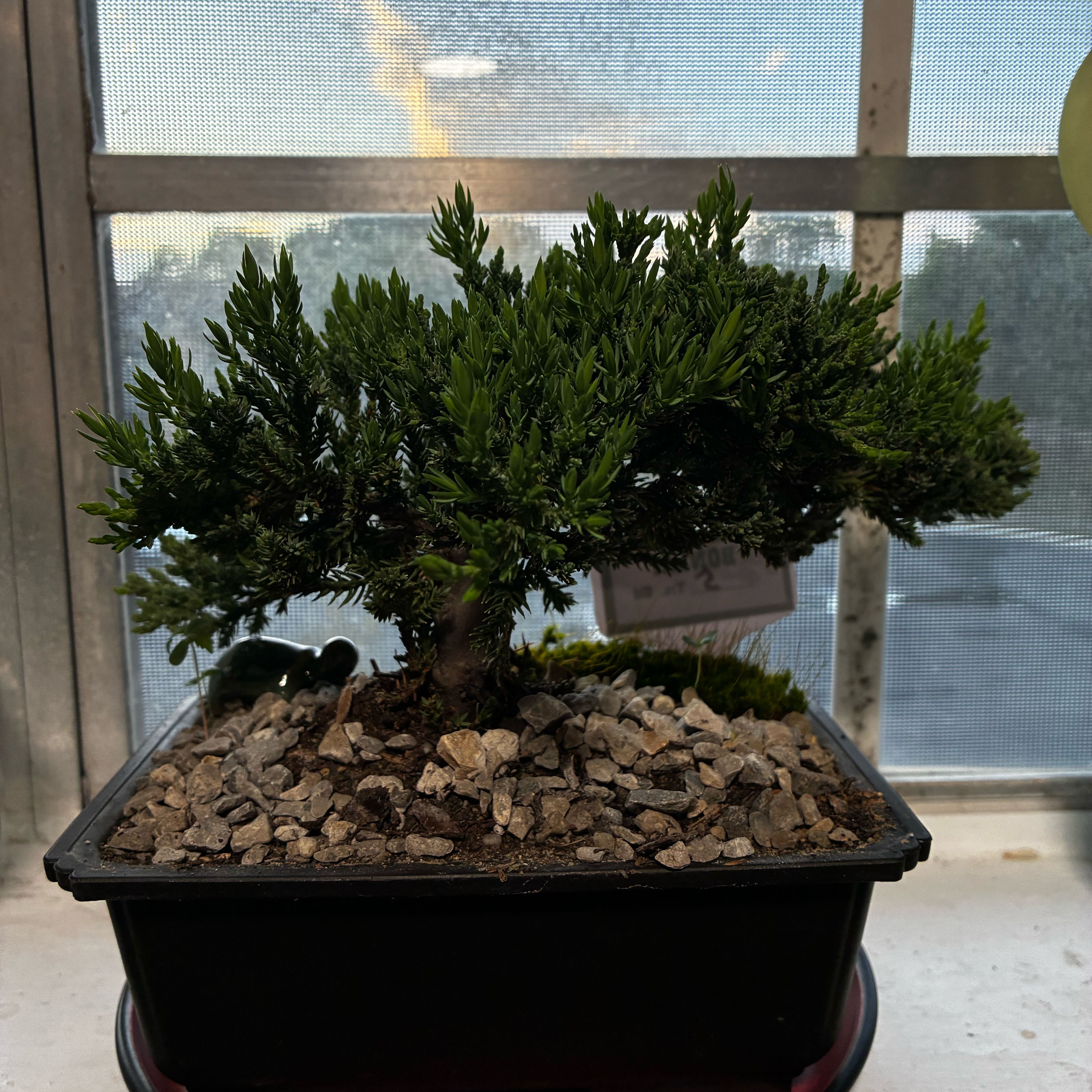 Photo of the plant species Japanese Garden Juniper by @deadgirlwalking named Zuko on Greg, the plant care app