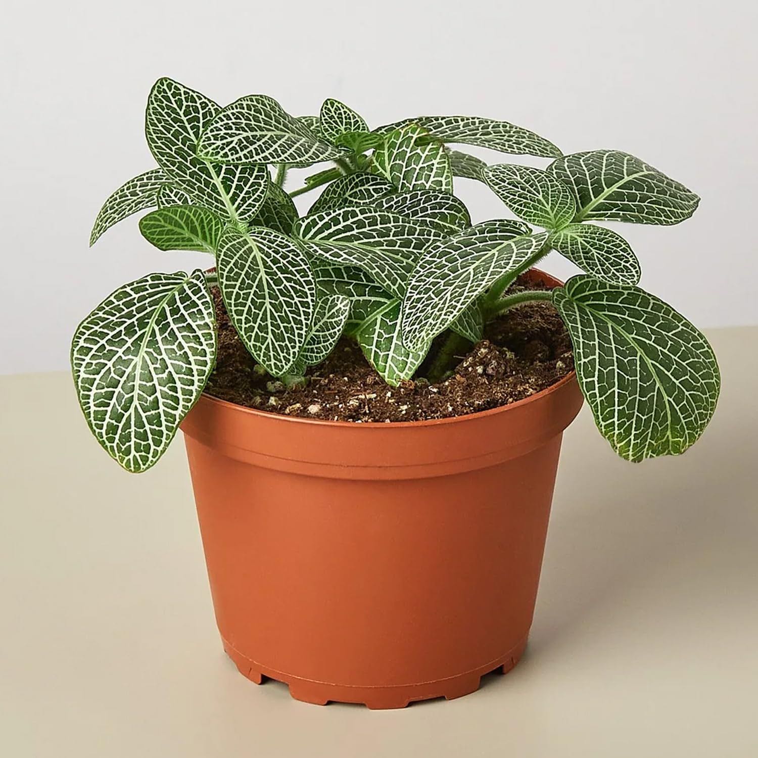 Photo of the plant species Mini White Fittonia by @deadgirlwalking named Mollie on Greg, the plant care app