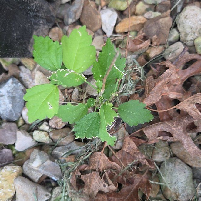 Photo of the plant species White Goosefoot by @AvidBacchus12 named Lavender on Greg, the plant care app