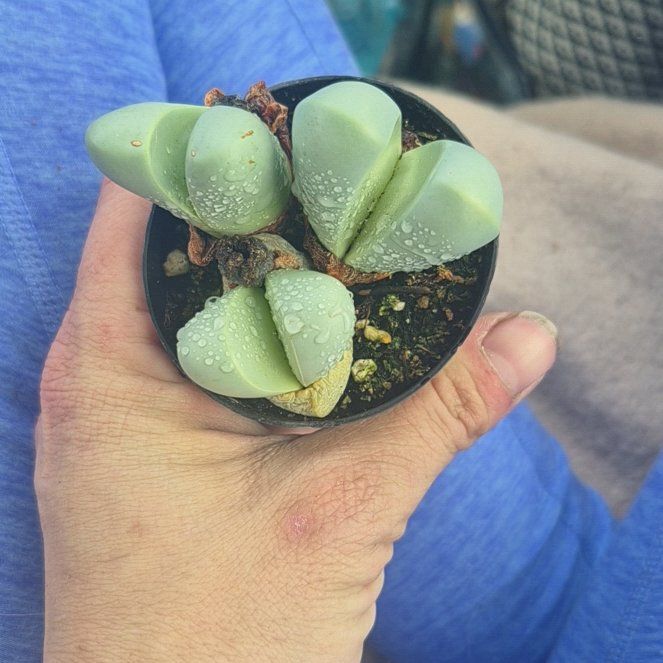 Photo of the plant species Argyroderma spp. by @HoorayTobacco44 named Bruce Lee on Greg, the plant care app