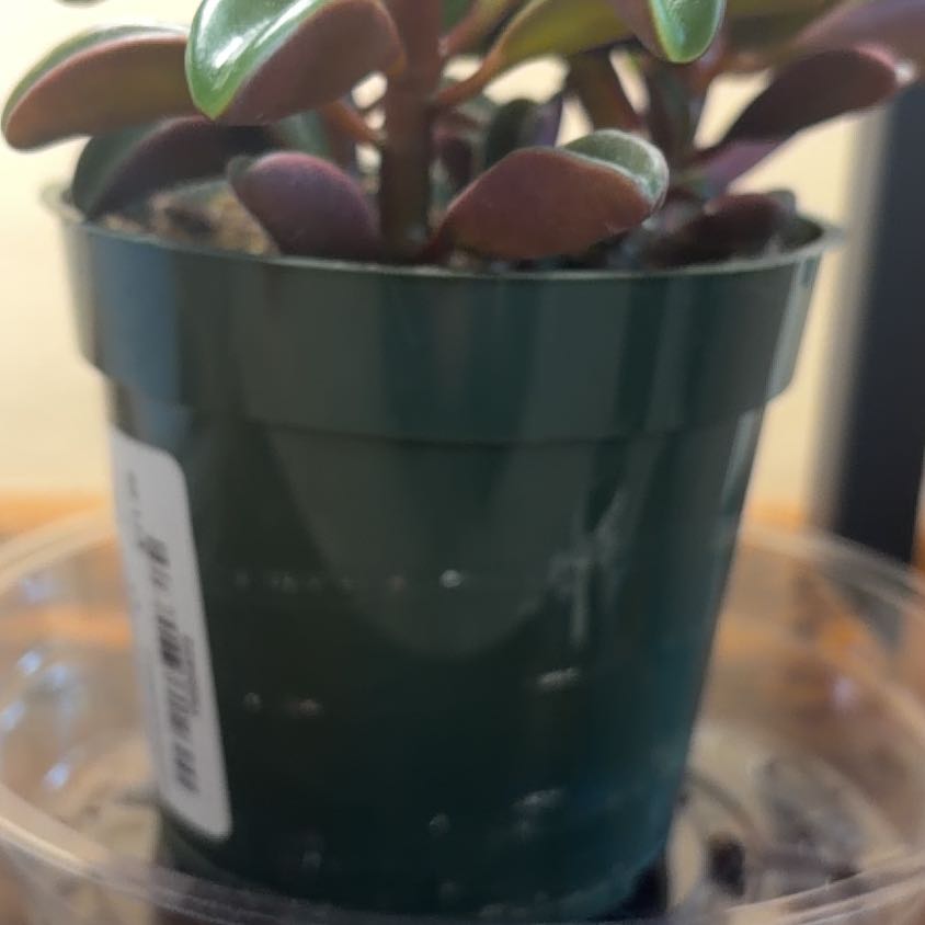 Photo of the plant species Peperomia Ruby Glow by @CutePuriri92 named Dolores on Greg, the plant care app