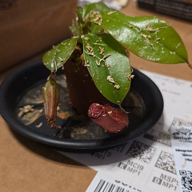 Photo of the plant species Bloody Mary Pitcher Plant by @Hekate named Demeter on Greg, the plant care app