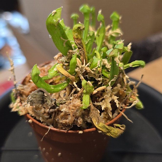 Photo of the plant species Maroon Pitcher Plant by @Hekate named Trumpet on Greg, the plant care app