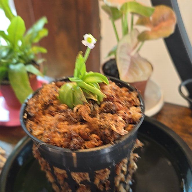 Photo of the plant species Primrose Butterwort by @Hekate named Sherlock on Greg, the plant care app