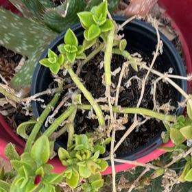Photo of the plant species Sea Sandwort by @UberWineberry29 named Sol on Greg, the plant care app