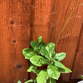 Photo of the plant species Jewels of Opar by @RadMum77 named Mando on Greg, the plant care app