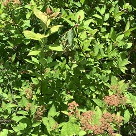 Photo of the plant species Japanese Meadowsweet by @RadMum77 named Winston on Greg, the plant care app