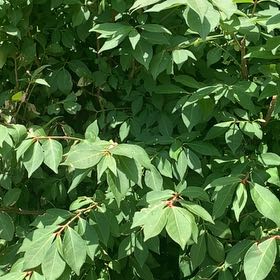 Photo of the plant species Winged Burning Bush by @RadMum77 named Sir Plancelot on Greg, the plant care app