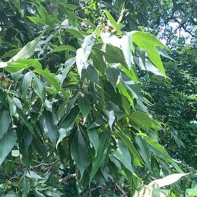Photo of the plant species Malabar Plum by @RadMum77 named Sigmund on Greg, the plant care app