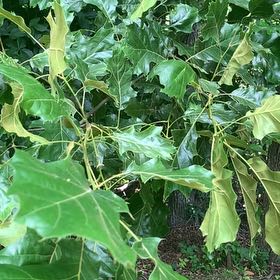 Photo of the plant species Black Oak by @RadMum77 named Hemingway on Greg, the plant care app