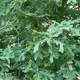 Photo of the plant species White Oak by @RadMum77 named Achilles on Greg, the plant care app