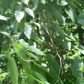 Photo of the plant species Western Hackberry by @RadMum77 named Planty on Greg, the plant care app