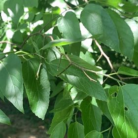 Photo of the plant species Western Hackberry by @RadMum77 named ChloroPhil on Greg, the plant care app