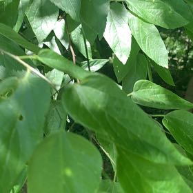 Photo of the plant species Western Hackberry by @RadMum77 named Einstein on Greg, the plant care app