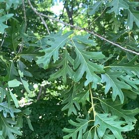 Photo of the plant species White Oak by @RadMum77 named Tupot amaroot on Greg, the plant care app