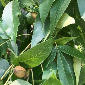 Photo of the plant species Pignut Hickory by @RadMum77 named Delilah on Greg, the plant care app
