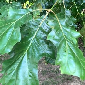 Photo of the plant species Black Oak by @RadMum77 named Gomez on Greg, the plant care app