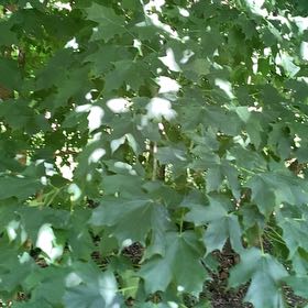 Photo of the plant species Sugar Maple by @RadMum77 named Forrest on Greg, the plant care app