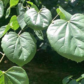 Photo of the plant species Mexican Redbud by @RadMum77 named Peter Parker on Greg, the plant care app