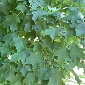 Photo of the plant species Sugar Maple by @RadMum77 named Fernie Mercury on Greg, the plant care app