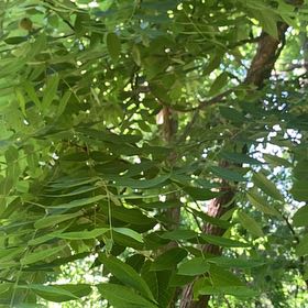 Photo of the plant species Neem by @RadMum77 named Pax on Greg, the plant care app