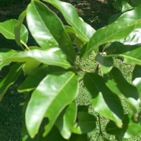 Photo of the plant species Sweetbay Magnolia by @RadMum77 named Muhammad Ali on Greg, the plant care app