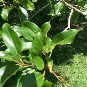 Photo of the plant species Sweetbay Magnolia by @RadMum77 named Shakira on Greg, the plant care app