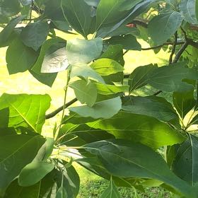 Photo of the plant species Common Sassafras by @RadMum77 named Taylor Swift on Greg, the plant care app