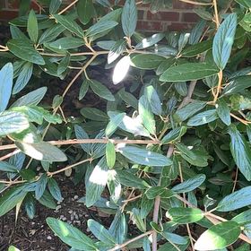 Photo of the plant species Wrinkled Viburnum by @RadMum77 named Bella on Greg, the plant care app