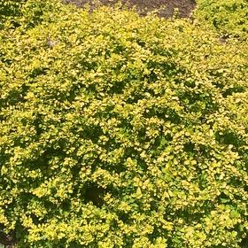 Photo of the plant species Japanese Cheesewood by @RadMum77 named Keanu Leaves on Greg, the plant care app