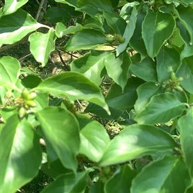 Photo of the plant species Mexican Flowering Dogwood by @RadMum77 named Leonardo on Greg, the plant care app