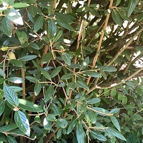 Photo of the plant species Wrinkled Viburnum by @RadMum77 named Elina on Greg, the plant care app