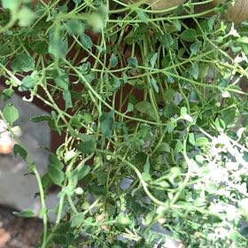 Photo of the plant species Common Chickweed by @RadMum77 named Gobi on Greg, the plant care app