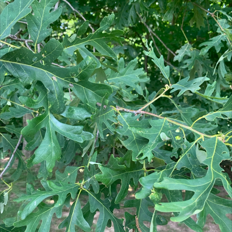 Photo of the plant species Sugar Maple by @RadMum77 named Sproutacus on Greg, the plant care app