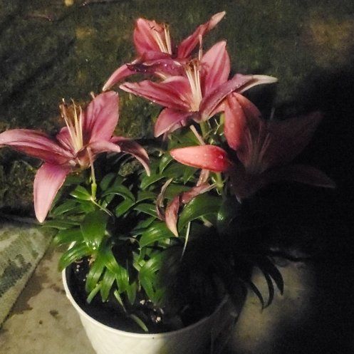 Photo of the plant species asiatic lily by @OpenlyHoyajade9 named Hamilton on Greg, the plant care app