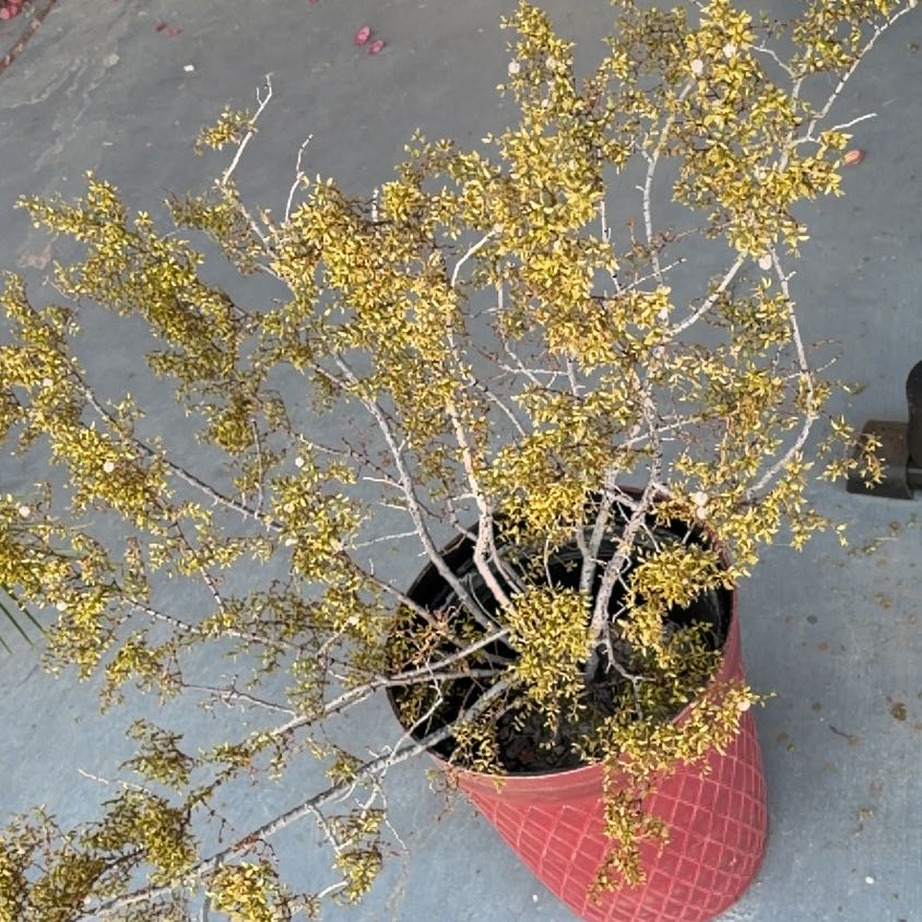 Photo of the plant species Creosote Bush by @FabEggplant35 named Avse on Greg, the plant care app