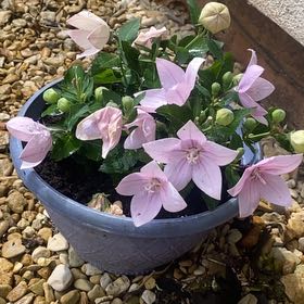 Photo of the plant species Balloon-Flower by @ClubbyMaitake69 named Clooney on Greg, the plant care app