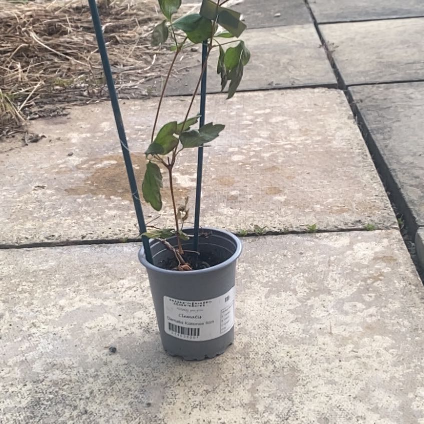 Photo of the plant species Clematis by @ClubbyMaitake69 named Denali on Greg, the plant care app