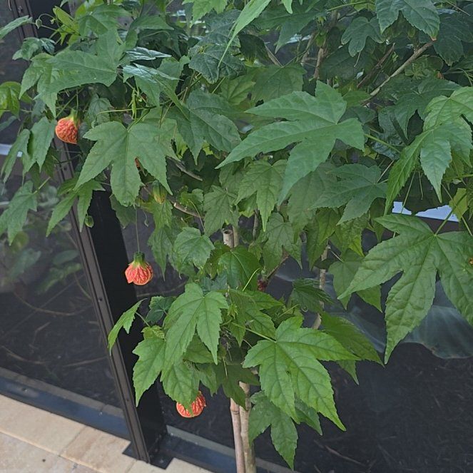 Photo of the plant species Abutilon Pictum by @ProZelkova62 named Kobe on Greg, the plant care app