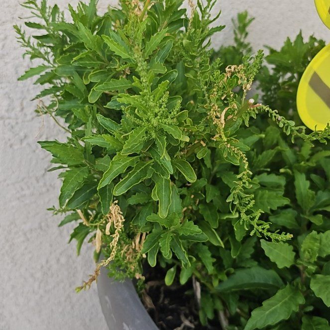 Photo of the plant species Wormseed by @YernScaldweed82 named Naomi on Greg, the plant care app