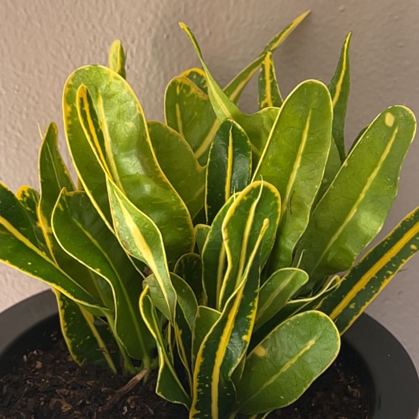 Photo of the plant species Banana Croton by @ZealAnthemis85 named Loco Coconut on Greg, the plant care app