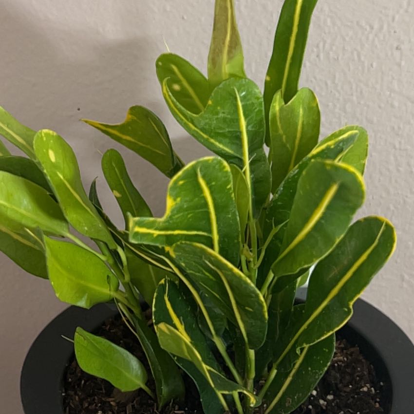 Photo of the plant species Banana Croton by @ZealAnthemis85 named Savannah Banana on Greg, the plant care app