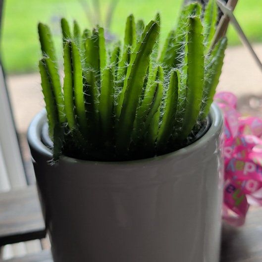 Photo of the plant species dragon fruit by @ClearChives62 named Sahara on Greg, the plant care app