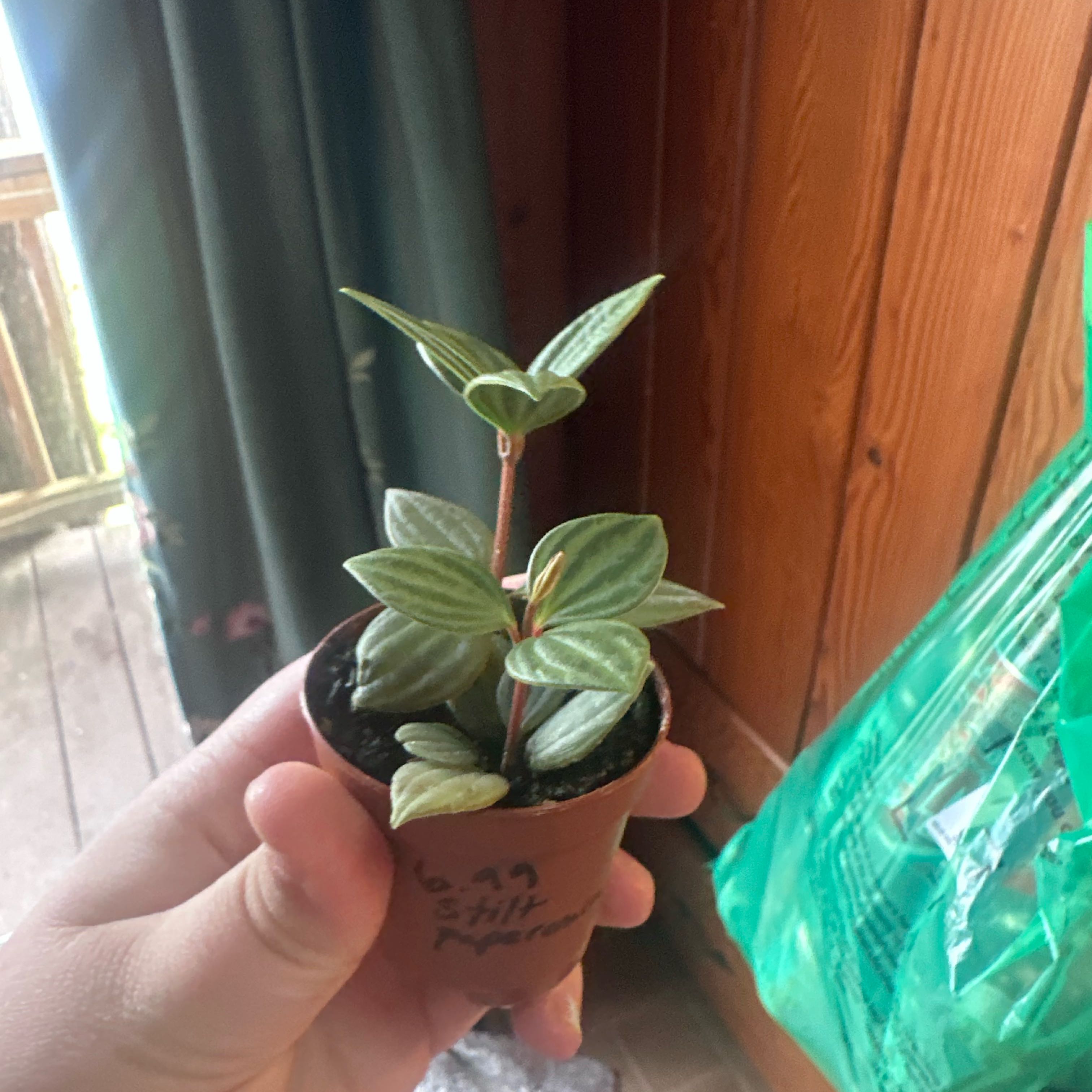 Photo of the plant species parallel peperomia by @D0BBBYYY named Rihanna on Greg, the plant care app