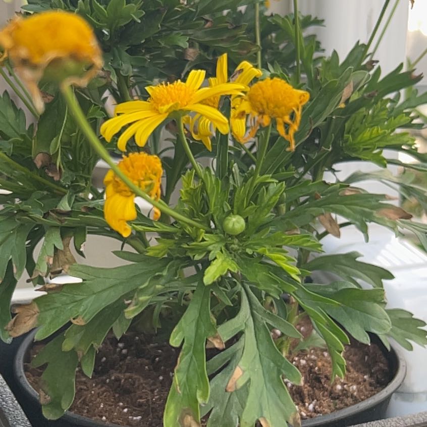 Photo of the plant species African Bush Daisy by @GemPokaka98 named Aristotle on Greg, the plant care app