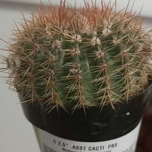 Photo of the plant species Cinnamon Cactus by @IdealAnacua73 named Forrest on Greg, the plant care app