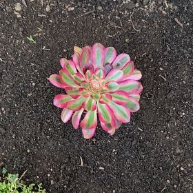 Photo of the plant species Aeonium 'Carnival' by @BentonRuby24 named Figyonce on Greg, the plant care app