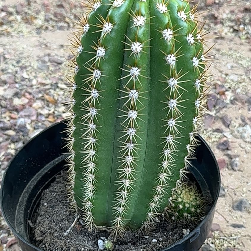 Photo of the plant species Trichocereus 'Sun Goddess' by @DeluxeKamahi0 named Chris on Greg, the plant care app