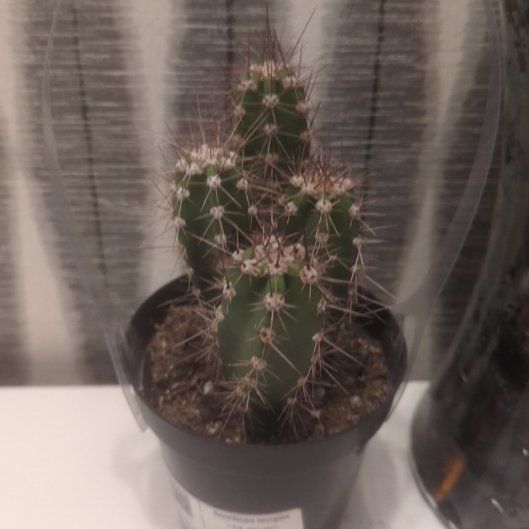 Photo of the plant species Assorted Neocardenasia by @JuicyAdelinia68 named Carlito on Greg, the plant care app